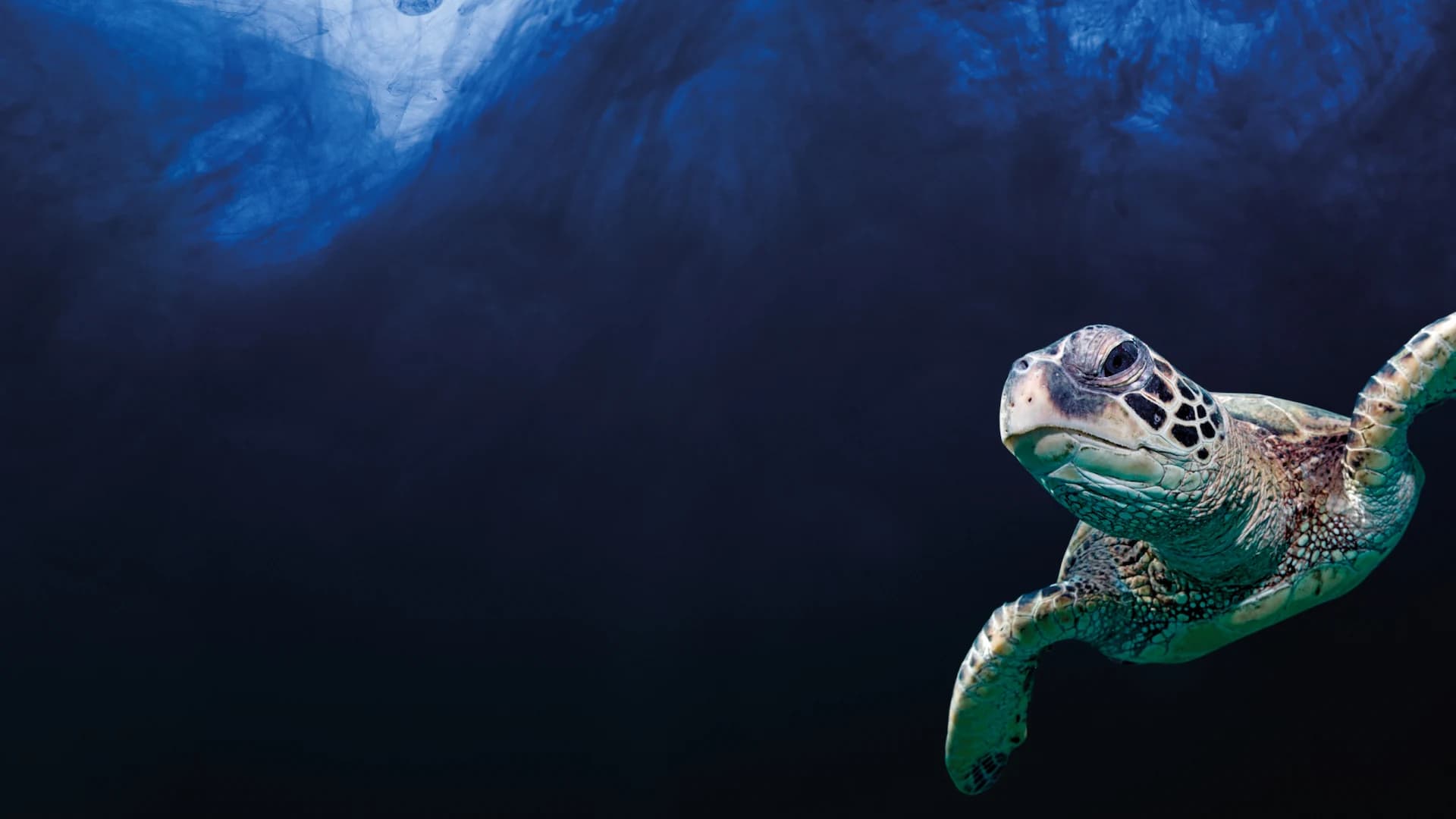 One Ocean Logo