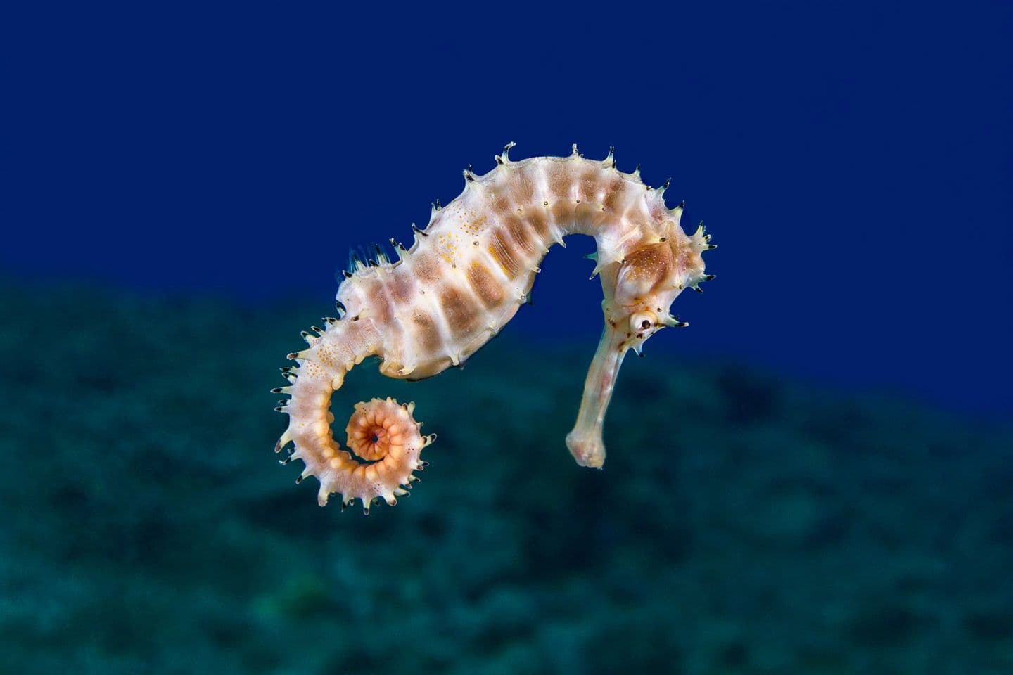 Seahorse hotel