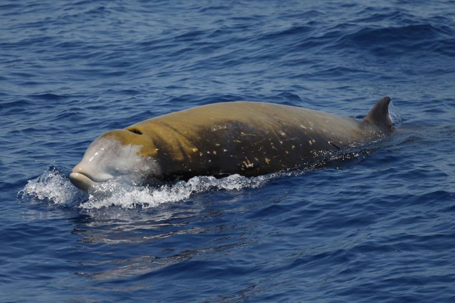 A project that include our multiple research activities in the Canyon of Caprera area, in collaboration with high level international institutions to increase knowledge on cetacean species and ensure the protection of this biodiversity hotspot. image