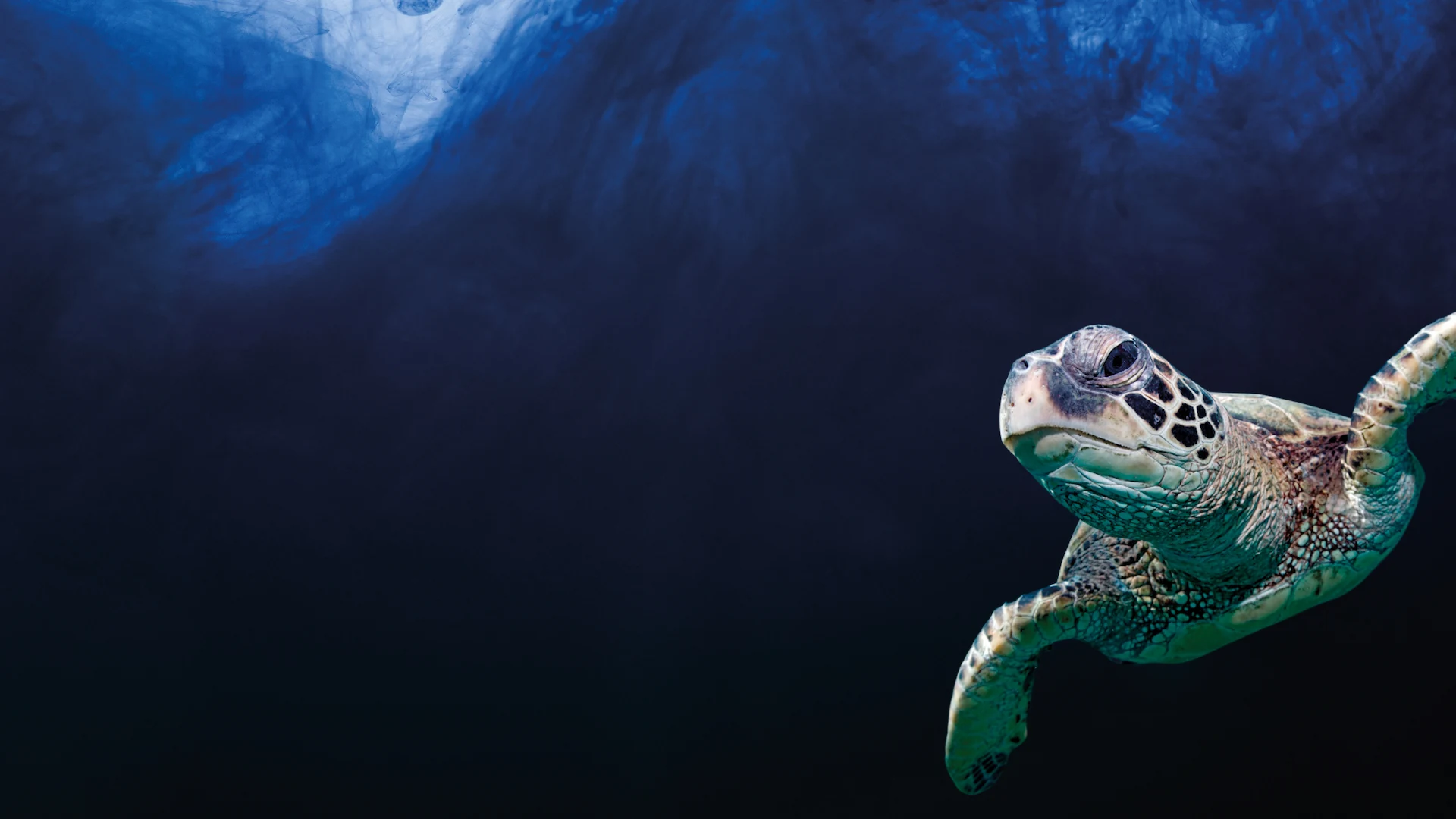 One Ocean Logo
